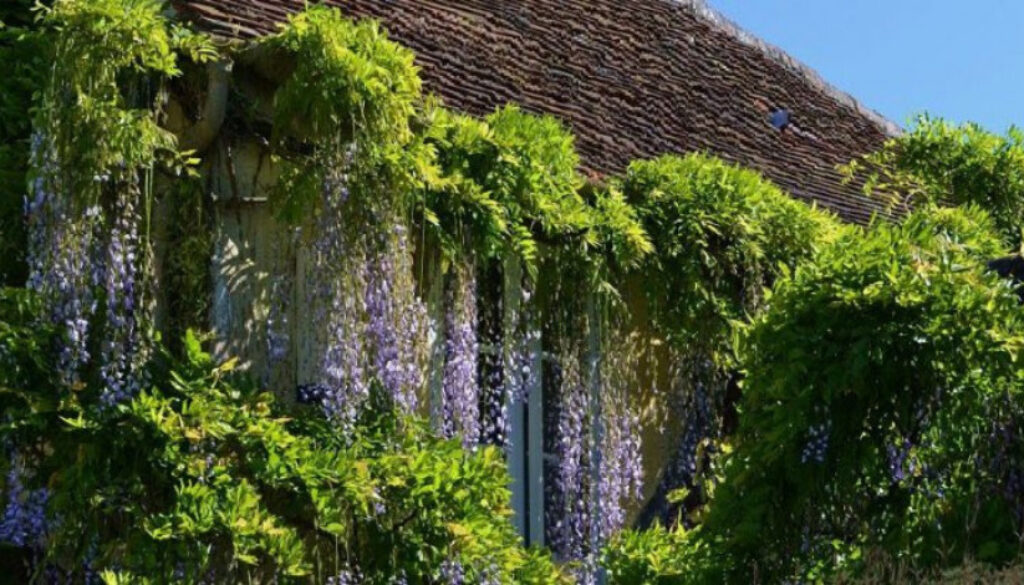 country house with flowers