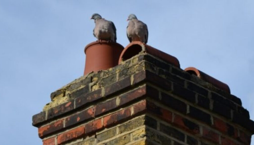 Pigeons on roof