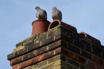 Pigeons on roof