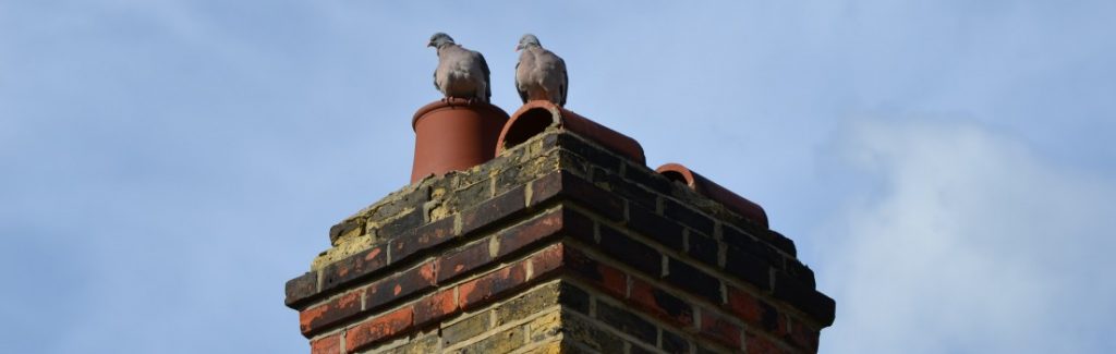pigeons on roof