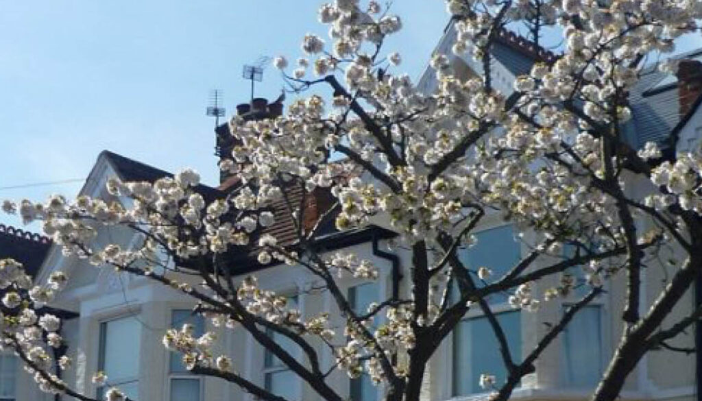 magnolia in bloom