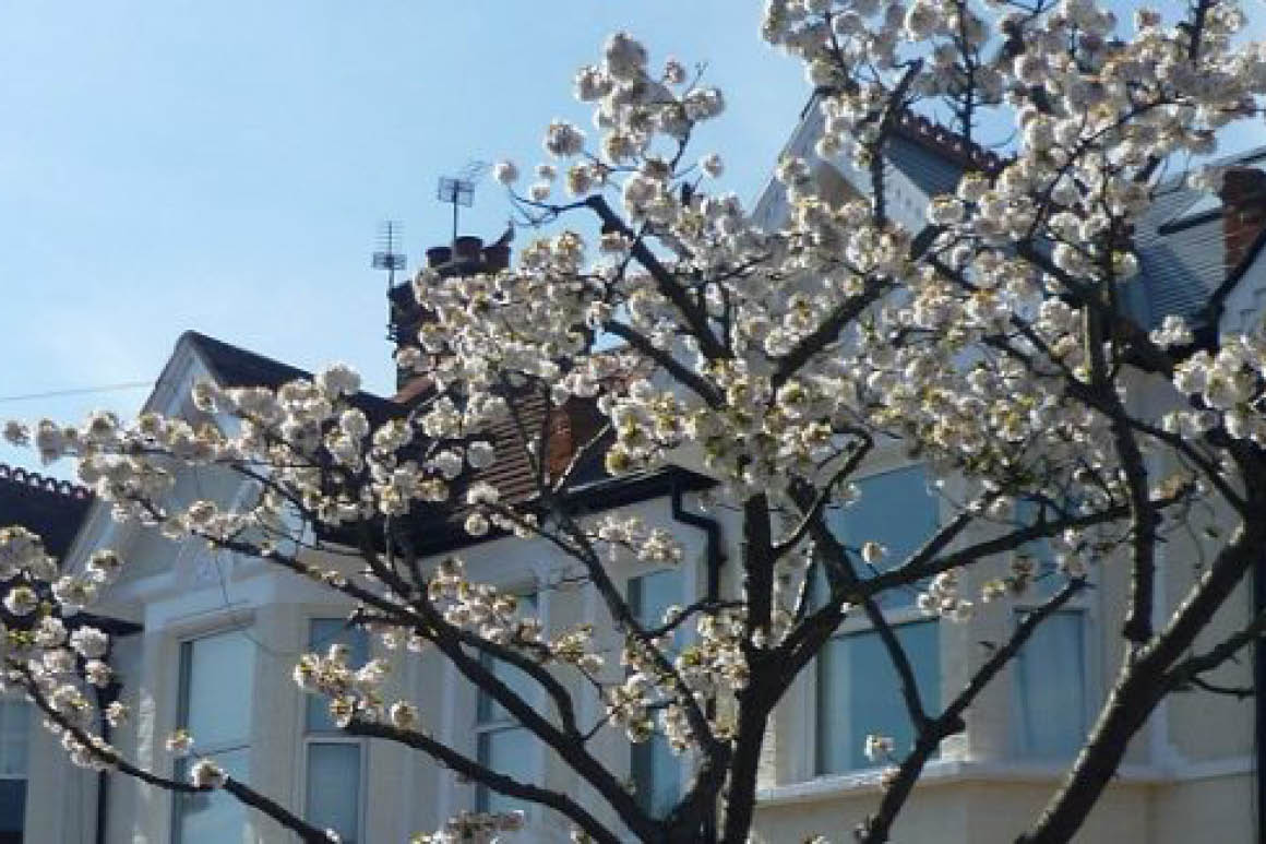 magnolia in bloom